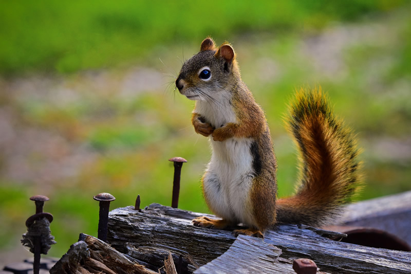 Squirrel at Crows by Darlene Perkin